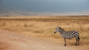 Ngoro Ngoro Zebra