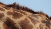 Serengeti Giraffe