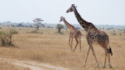 Serengeti Giraffes