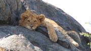 Serengeti Lion Cub