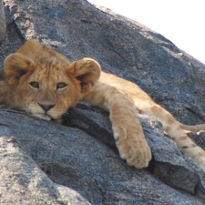 Serengeti Lion Cub